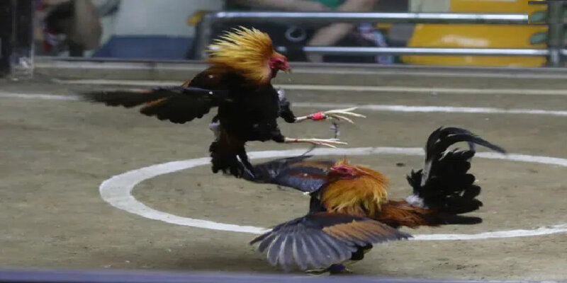 Tiêu chí đặt ra giúp người chơi lựa chọn chiến kê mạnh mẽ